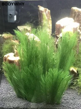 Aquarium Landscaping Decoration Imitation Plant Real Water Grass Fish Tank Decoration Plastic Chili Grass 
Aquarium Landscaping Decoration Imitation Plant Real Water Grass Fish Tank Decoration Plastic Chili Grass