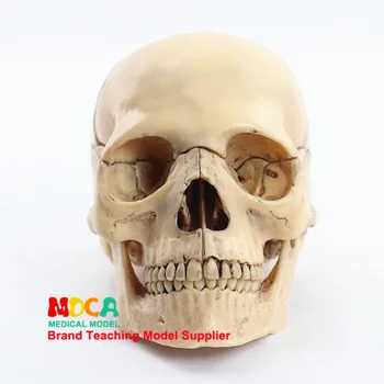 1: 2 human skull model of life size true color medical teaching equipment 15 parts Anatomical Skeleton Model
1: 2 human skull model of life size true color medical teaching equipment 15 parts Anatomical Skeleton Model