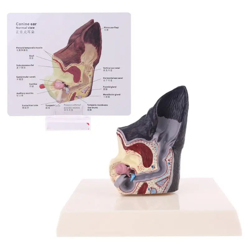 Dog Ear Lesion Animal Anatomical Model Veterinary Science Aids Teaching Pet Canine Research
Dog Ear Lesion Animal Anatomical Model Veterinary Science Aids Teaching Pet Canine Research