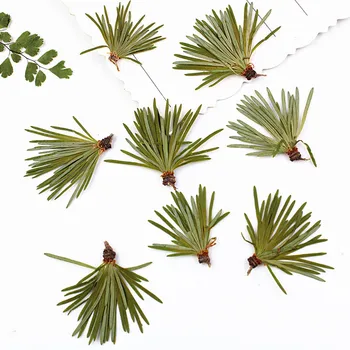 Pine Leaves Birthday Party decorations Dried Flower For DIY Shooting props 120Pcs
Pine Leaves Birthday Party decorations Dried Flower For DIY Shooting props 120Pcs