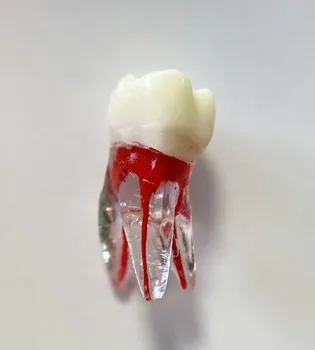 Student Tool 16# 3-Rooted Endo File Model Blocks Canal Pulp Files 1st Molar Upper Teeth Dental School Practise Dentist Study
Student Tool 16# 3-Rooted Endo File Model Blocks Canal Pulp Files 1st Molar Upper Teeth Dental School Practise Dentist Study