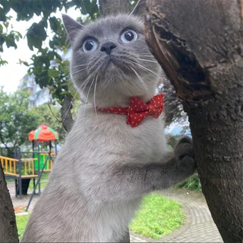 5 Color Cat Collars Cloth Dot Bowknot Necklace Bulldog Chihuahua Bow Tie Puppy Small Dog Party Bandana Collar
5 Color Cat Collars Cloth Dot Bowknot Necklace Bulldog Chihuahua Bow Tie Puppy Small Dog Party Bandana Collar