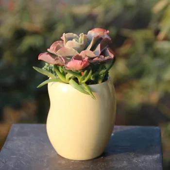 Succulents Pot Ceramic Small Yellow Bean-shaped Round Creative Mini Cute Flower Pot Succulent Planter Home Decoration 
Succulents Pot Ceramic Small Yellow Bean-shaped Round Creative Mini Cute Flower Pot Succulent Planter Home Decoration
