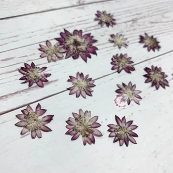 60pcs Pressed Dried Purple Astrantia Major Flower Plant Herbarium For Jewelry Postcard Invitation Card Phone Case Bookmark DIY 
60pcs Pressed Dried Purple Astrantia Major Flower Plant Herbarium For Jewelry Postcard Invitation Card Phone Case Bookmark DIY