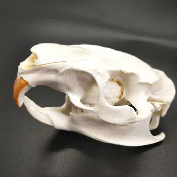 Myocastor Coypus Coypu Skull Bone Skeleton Biology Taxidermy Collectibles Study Halloween Decoration Party Ornaments Gift 
Myocastor Coypus Coypu Skull Bone Skeleton Biology Taxidermy Collectibles Study Halloween Decoration Party Ornaments Gift