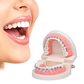 Dental Teach Study Typodont Demonstration Teeth Model with Brackets for Teaching Educational Tool Kids Study Tooth Learning
Dental Teach Study Typodont Demonstration Teeth Model with Brackets for Teaching Educational Tool Kids Study Tooth Learning