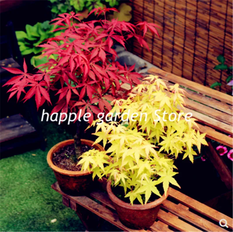 New 50 pcs 100% True Japanese red maple bonsai golden maple tree Plant Beautiful Indoor Tree home garden decoration plantas
New 50 pcs 100% True Japanese red maple bonsai golden maple tree Plant Beautiful Indoor Tree home garden decoration plantas