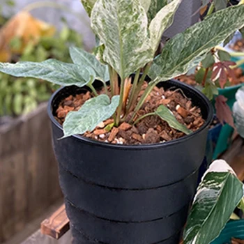 Root Control Flowerpot Thick Resin Breathable Orchid Green Dill Potted Rose Flowerpot
Root Control Flowerpot Thick Resin Breathable Orchid Green Dill Potted Rose Flowerpot