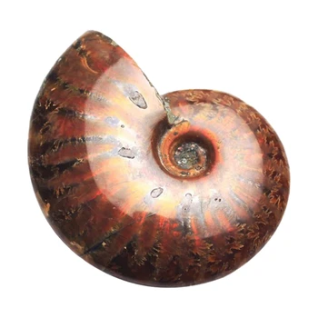 1PC Natural Iridescent Ammolite Ammonite Specimen Fossil Madagascar Stones 4-5cm
1PC Natural Iridescent Ammolite Ammonite Specimen Fossil Madagascar Stones 4-5cm
