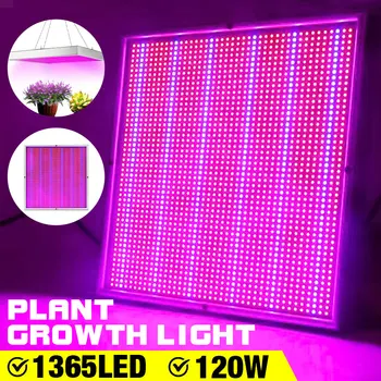 120W 1365LED Grow Light Panel Indoor LED Full Spectrum Phyto Lamp For Flowers Lamp For Plants Warm White Leds Fitolamp Grow Tent
120W 1365LED Grow Light Panel Indoor LED Full Spectrum Phyto Lamp For Flowers Lamp For Plants Warm White Leds Fitolamp Grow Tent