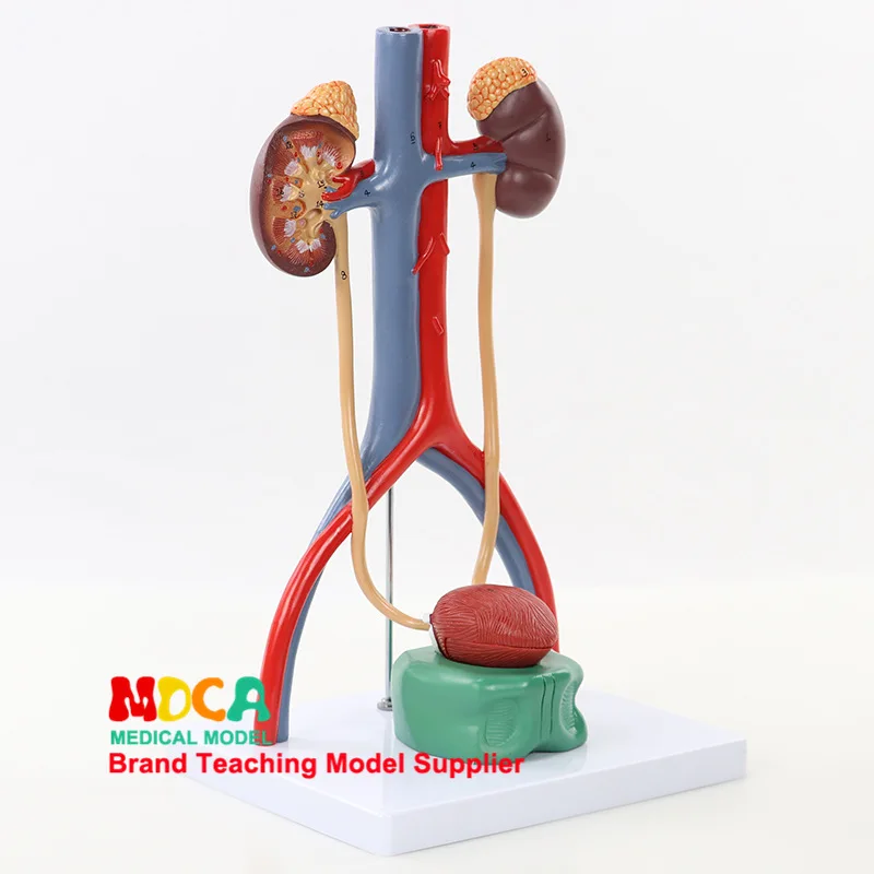 Bladder Catheterization Renal Urinary System Model Human Kidney Model Arteriovenous Model Medicine Teaching Mmnxt003