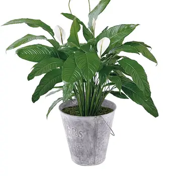Flower Pot Macetas Plant Pot Macetas Decorativas Planter Practical Flowerpot Iron Pail Iron Bucket Decoration For Balcony
Flower Pot Macetas Plant Pot Macetas Decorativas Planter Practical Flowerpot Iron Pail Iron Bucket Decoration For Balcony