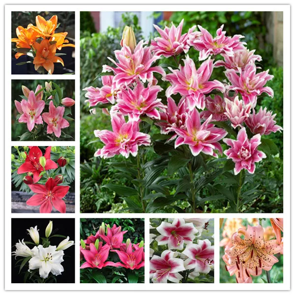 100 Pcs Rare Lily Bonsai Not Bulbs Exotic Bonsai Lilium Flower Potted Pleasant Fragrance Plant For Home & Garden Flower Pot
100 Pcs Rare Lily Bonsai Not Bulbs Exotic Bonsai Lilium Flower Potted Pleasant Fragrance Plant For Home & Garden Flower Pot