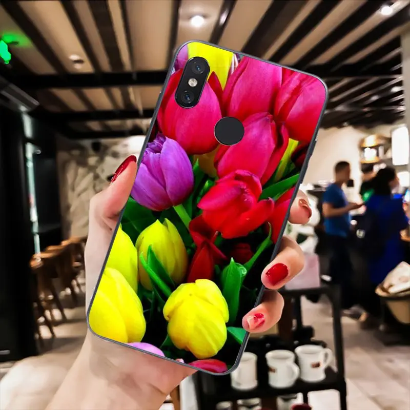 Tulip flower