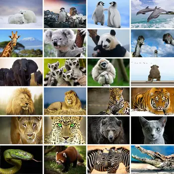 Animal Photography Background Tiger Elephant Monkey Studio Photo Backdrop Cloth 150/225cm Background Paper Photography Props
Animal Photography Background Tiger Elephant Monkey Studio Photo Backdrop Cloth 150/225cm Background Paper Photography Props