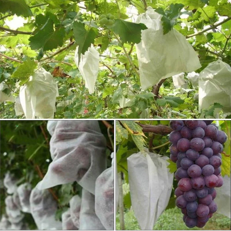 100Pcs Grape Protection Bag Anti-Bird Moisture Insect Net Bag Vegetable Fruit Protect Breeding Bag Prevent Fruit Tree Mosquitoes
100Pcs Grape Protection Bag Anti-Bird Moisture Insect Net Bag Vegetable Fruit Protect Breeding Bag Prevent Fruit Tree Mosquitoes