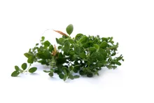 Oregano Tanaman Herbal Spice Bumbu Dapur Sayuran Kaya Rasa Diy Tanaman untuk Taman Rumah Pot(China)
