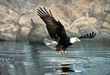 High quality hand-painted oil paintings by old artists on canvas:Animal oil painting Eagle
High quality hand-painted oil paintings by old artists on canvas:Animal oil painting Eagle