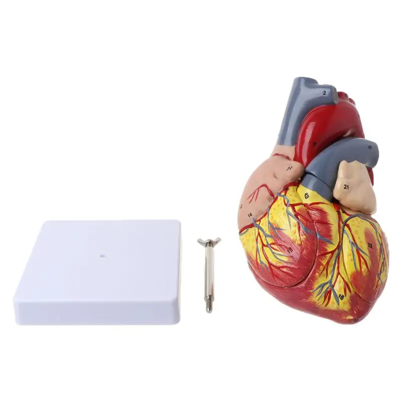 Human Heart Anatomical Anatomy Teaching Model Viscera Medical Organ Model Emulational + Stand Medical Science Teaching Resources
Human Heart Anatomical Anatomy Teaching Model Viscera Medical Organ Model Emulational + Stand Medical Science Teaching Resources