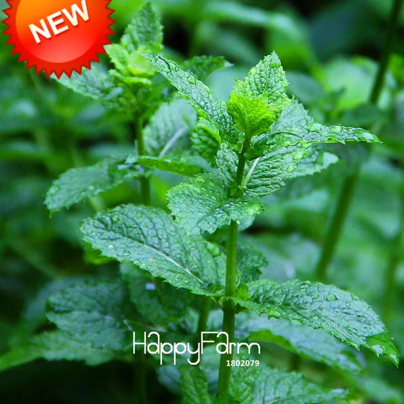 Best-Selling!Foliage Plant bonsai Mentha Citrata Herbal Lemon Balm Lemon Mint garden 200 Pcs / bag,#HHDCOP
Best-Selling!Foliage Plant bonsai Mentha Citrata Herbal Lemon Balm Lemon Mint garden 200 Pcs / bag,#HHDCOP