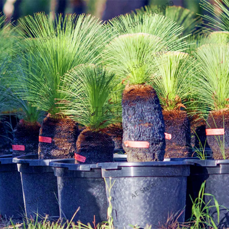 100pcs/bag rare Australian grass tree flores,bonsai pot for home and garden,beautiful Unique Ornamental plant
100pcs/bag rare Australian grass tree flores,bonsai pot for home and garden,beautiful Unique Ornamental plant