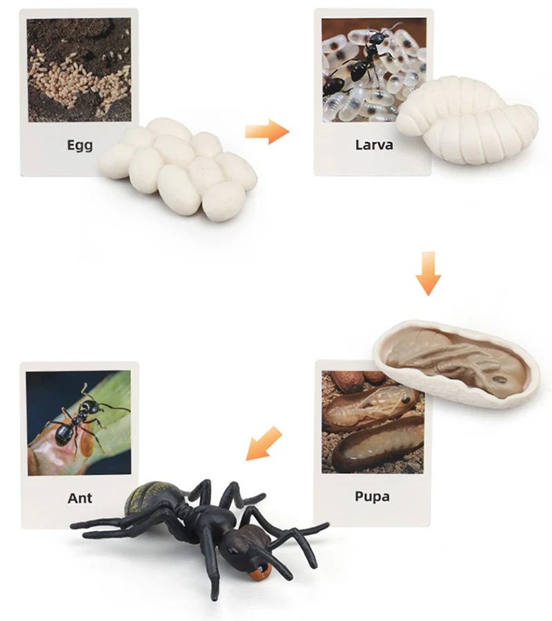 Tierlebenszyklus Kinderspielzeug Simulation Pflanzenmodell Montessori Lehrmittel Tierwachstumszyklus Modell Set Kognitives Spielzeug Tierlebenszyklus Kinderspielzeug Simulation Pflanzenmodell Montessori Lehrmittel Tierwachstumszyklus Modell Set Kognitives Spielzeug