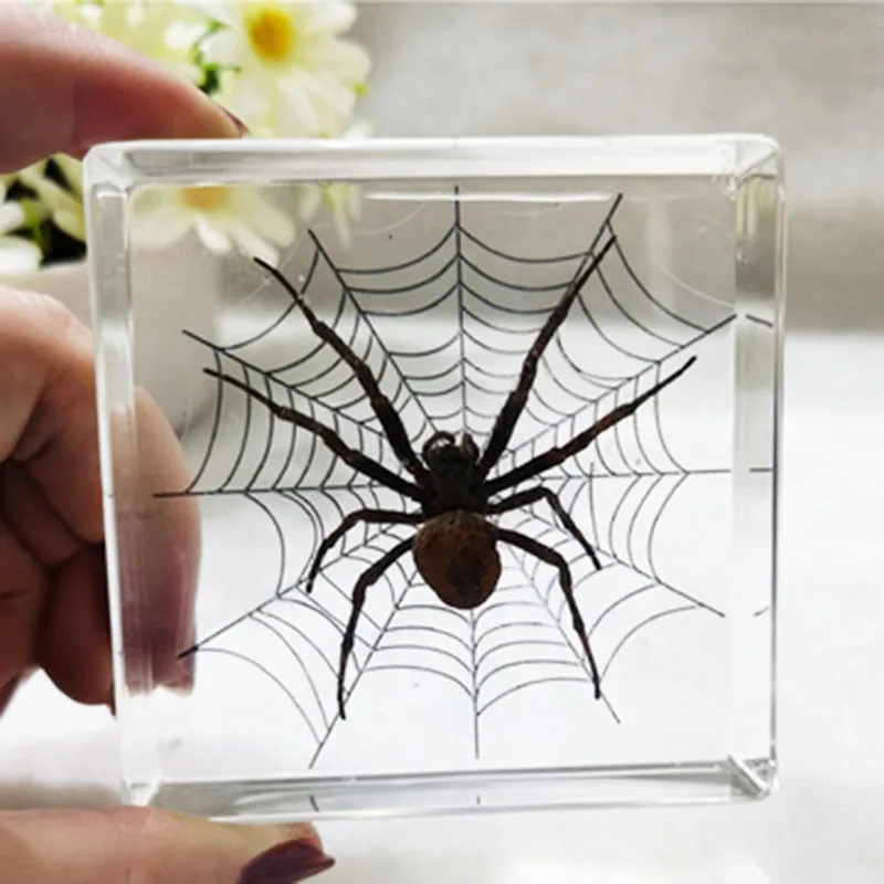 Transparent Resin Cube for Children's Desk Decoration, Butterfly, Dragonfly Specimen, Teaching, Children's Cognition 
Transparent Resin Cube for Children's Desk Decoration, Butterfly, Dragonfly Specimen, Teaching, Children's Cognition