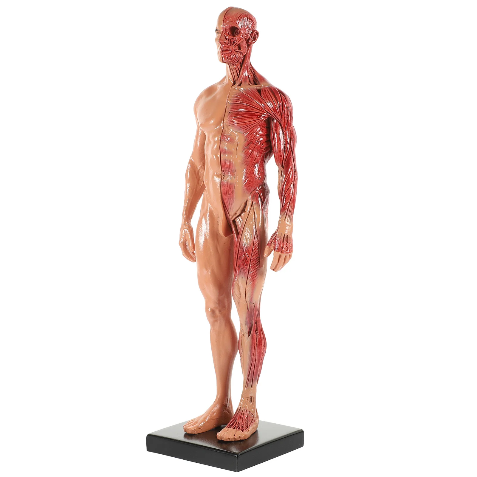 

Манекен анатомии, модель человеческого тела, обучение врачу, коллекционные предметы, мини-инструмент, смоляные мышцы, обучающая конструкция