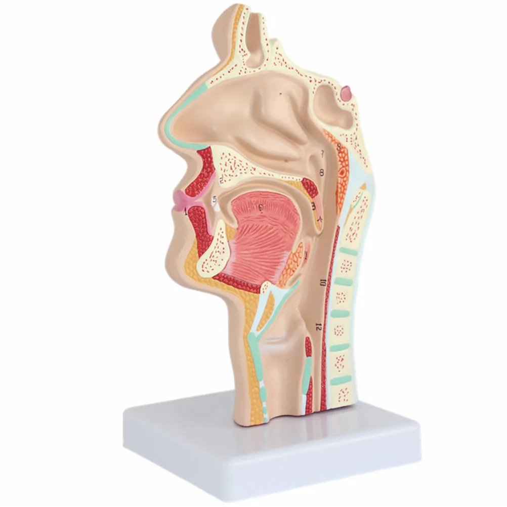 

Model Nasal Anatomy Anatomical Human Head Throat Nose Medical Teaching Cavity Study Scientific Oral Half Pharynx Section Mod