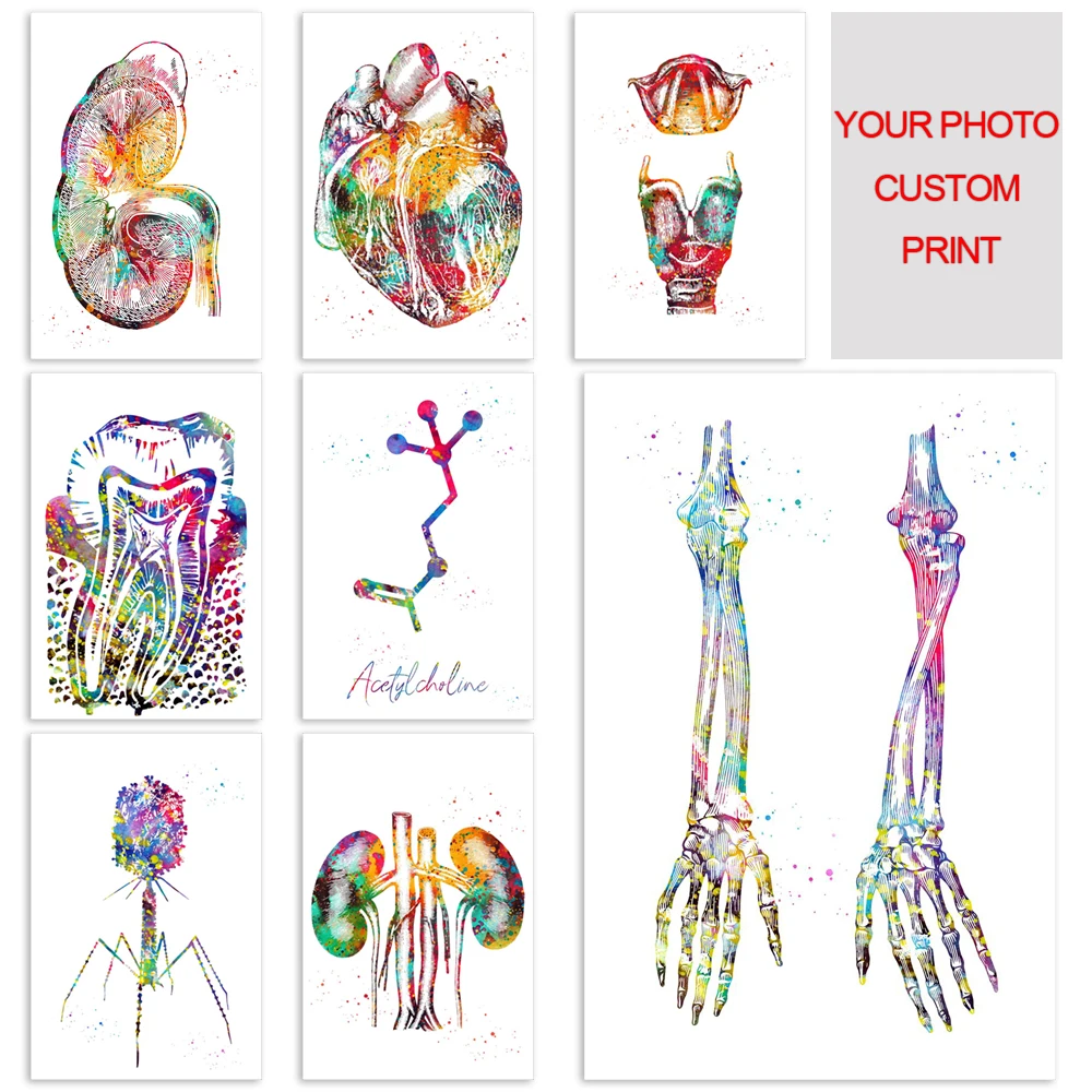 Medical Clinic Human Anatomy HD Print Painting Home Decor Canvas Skeleton Organs Poster Modular Pictures Living Room Wall Art
Medical Clinic Human Anatomy HD Print Painting Home Decor Canvas Skeleton Organs Poster Modular Pictures Living Room Wall Art