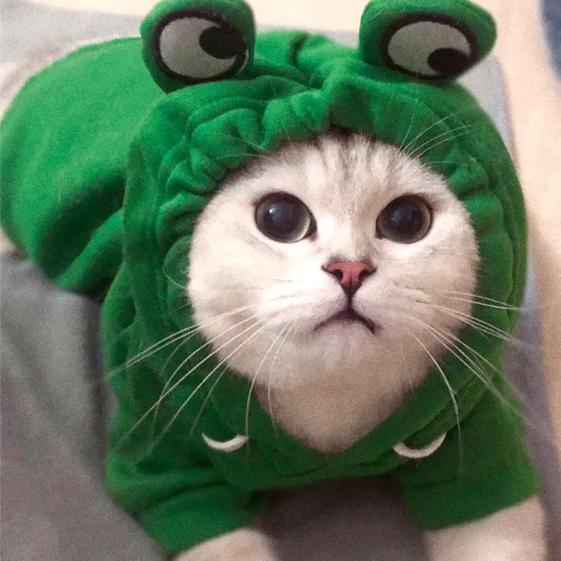 Funny Dog Hoddie,Frog Cats Sweater Clothing Pet Coats Cat Hoddie with Frog Ears,Green Warm Jacket for Small Pets
Funny Dog Hoddie,Frog Cats Sweater Clothing Pet Coats Cat Hoddie with Frog Ears,Green Warm Jacket for Small Pets