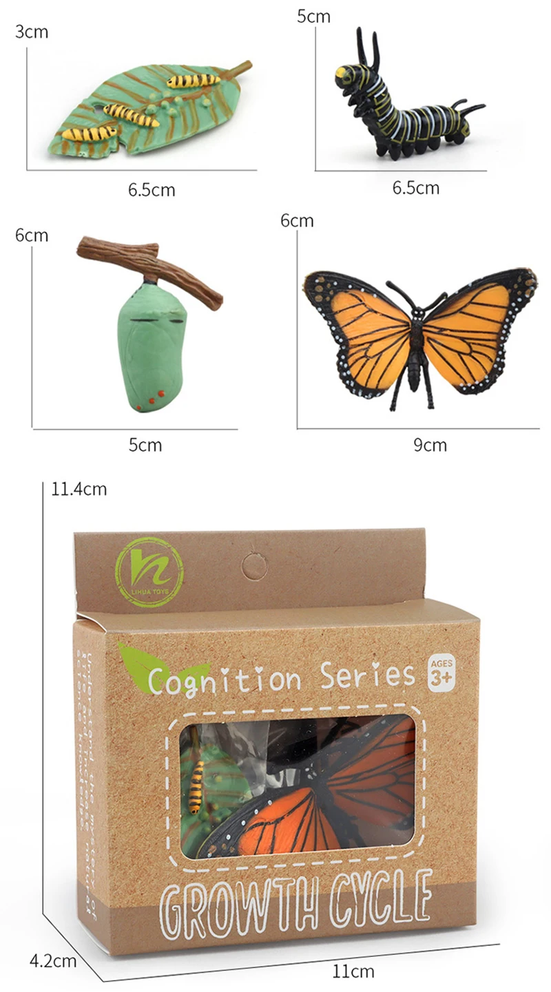 Tierlebenszyklus Kinderspielzeug Simulation Pflanzenmodell Montessori Lehrmittel Tierwachstumszyklus Modell Set Kognitives Spielzeug Tierlebenszyklus Kinderspielzeug Simulation Pflanzenmodell Montessori Lehrmittel Tierwachstumszyklus Modell Set Kognitives Spielzeug