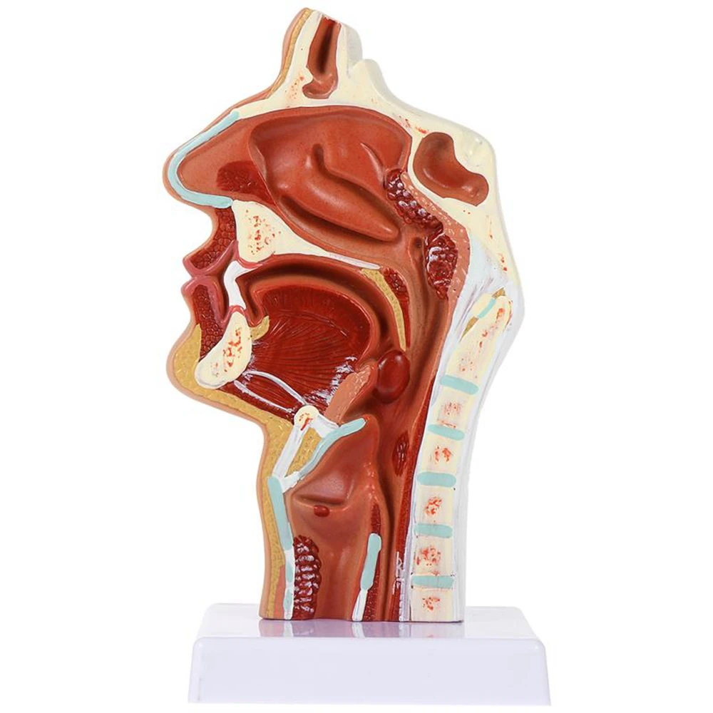 

Модель носовой полости, модель ротовой полости, лекарственный ларинкс, анатомическая модель горла и фармацевтической полости, Otolaryngology Model