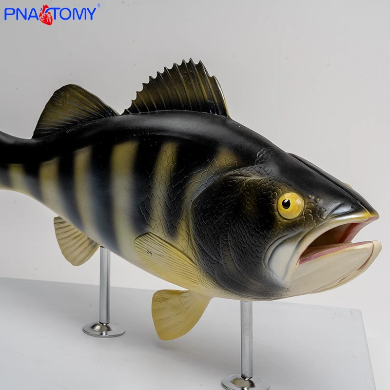 Натуральная большая модель окуня, имитация внутренней модели, биологический обучающий эксперимент, учебные пособия для аквакультуры
Натуральная большая модель окуня, имитация внутренней модели, биологический обучающий эксперимент, учебные пособия для аквакультуры