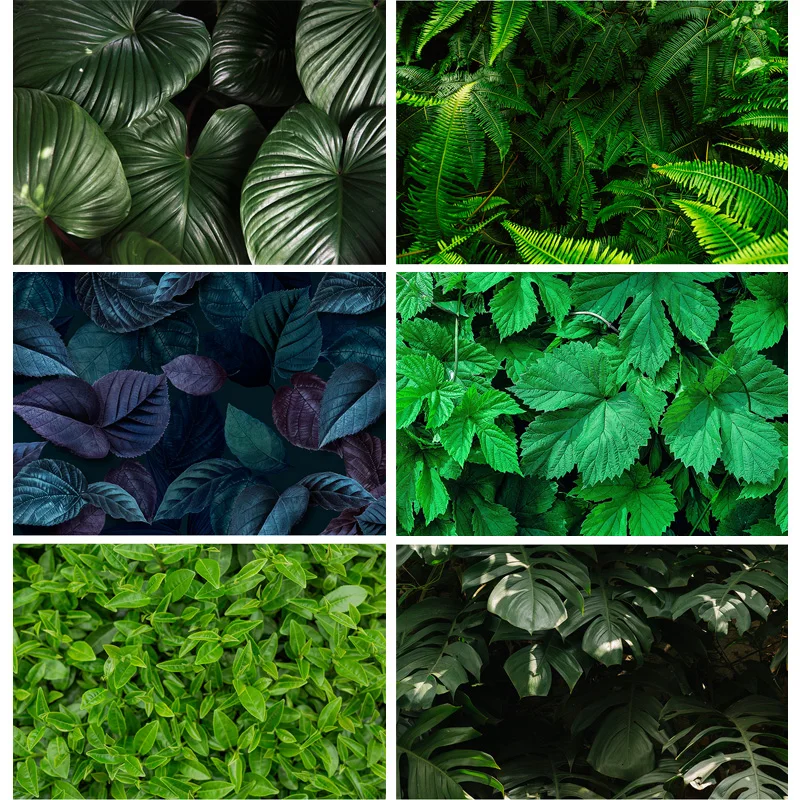 ZHISUXI Tropical Jung Leaves Nature Scenery Photography Background Landscape Photo Backdrops Studio Props 21728 RDY-01
ZHISUXI Tropical Jung Leaves Nature Scenery Photography Background Landscape Photo Backdrops Studio Props 21728 RDY-01