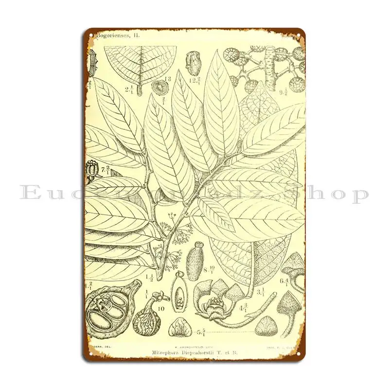 Mitrephora Diepenhorstii Metal Plaque Designer Cave Garage Bar Funny Tin Sign Poster
Mitrephora Diepenhorstii Metal Plaque Designer Cave Garage Bar Funny Tin Sign Poster