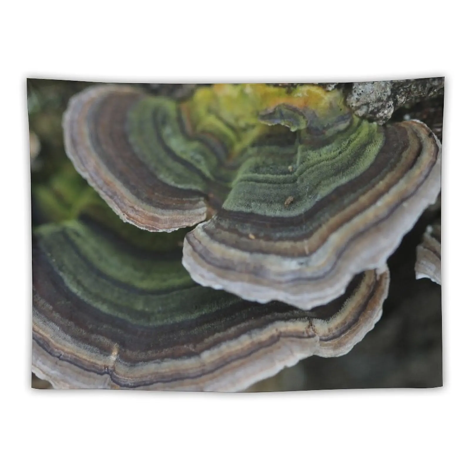 Bracket fungus Tapestry Decoration Pictures Room Wall Room Decorations Aesthetic Home Decoration Tapestry
Bracket fungus Tapestry Decoration Pictures Room Wall Room Decorations Aesthetic Home Decoration Tapestry