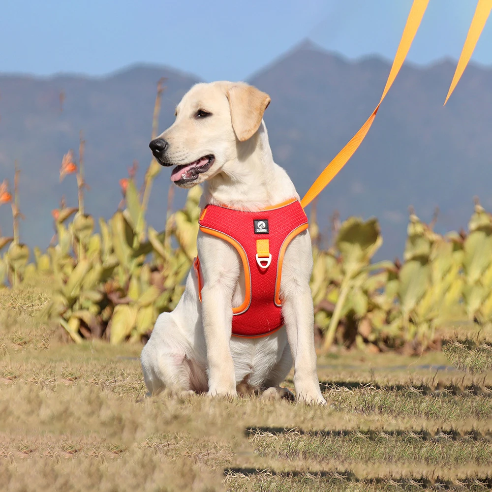 New Pet Hand Holding Rope Breathable Mesh Dog Breast Strap Small and Medium-Sized Dogs Pet Harness Wholesale
New Pet Hand Holding Rope Breathable Mesh Dog Breast Strap Small and Medium-Sized Dogs Pet Harness Wholesale