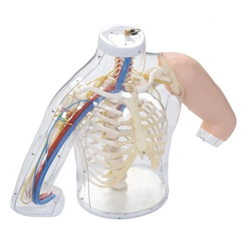 Advanced Upper Arm Intramuscular Injection And Comparison Model With Belt Detection Warning System
Advanced Upper Arm Intramuscular Injection And Comparison Model With Belt Detection Warning System