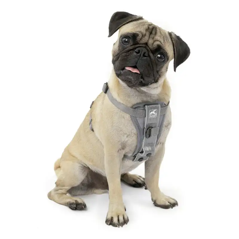

Smart Harness - QR, Grey, S Dog flea medication Kitten collar Dog hair accessories Hair bow Dog grooming Dog bandanas Dog tuxedo