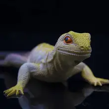 Simulated lizard toy animal model chameleon gecko soft rubber children kneading and calling plastic animal toy
Simulated lizard toy animal model chameleon gecko soft rubber children kneading and calling plastic animal toy