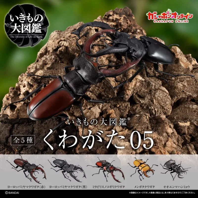 

BANDAI Japan Gashapon Figure Anime Cute Assembled Beetle Model 05 Artificial Insect Kawaii Capsule Toys Figurine Gift