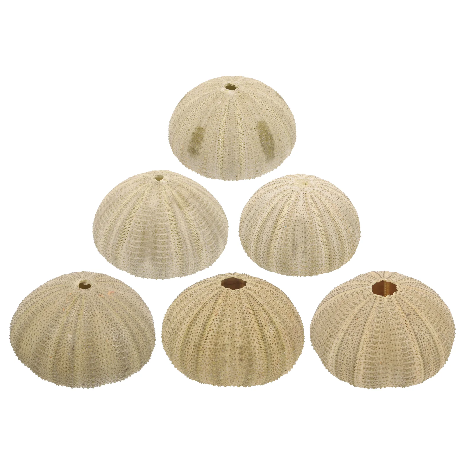 6 Pcs Sea Urchin Shell Decoration Shells Ornament Crafts Natural Urchins for Fish Tank Decorations
6 Pcs Sea Urchin Shell Decoration Shells Ornament Crafts Natural Urchins for Fish Tank Decorations