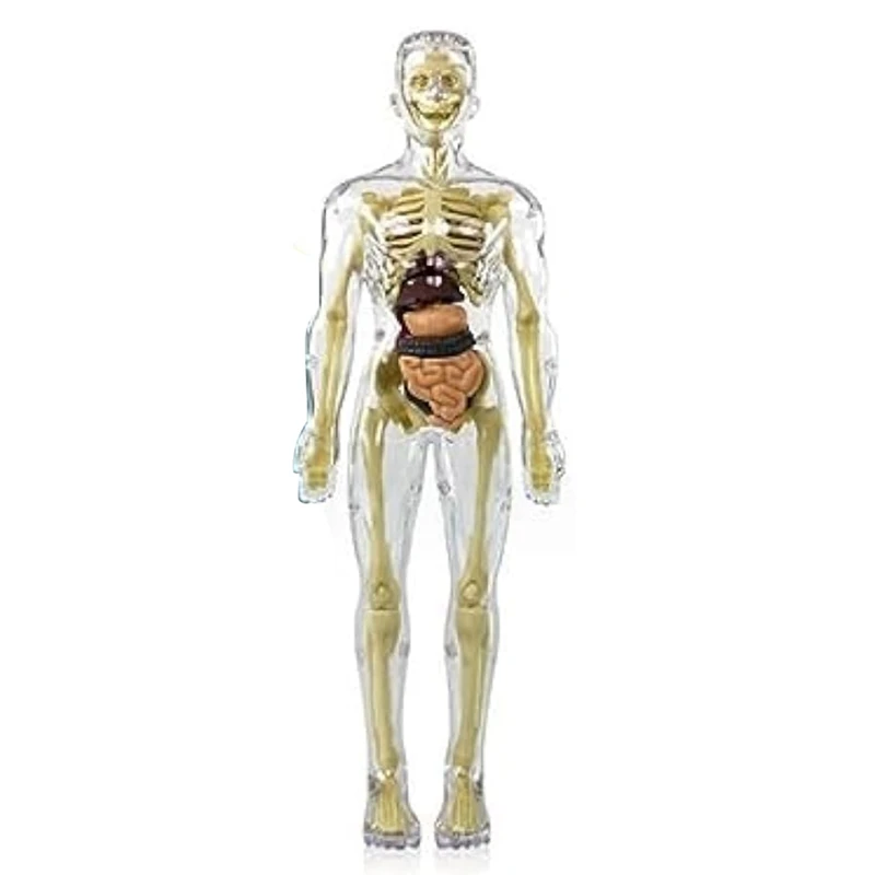 3D Human Body Torso Model Anatomy Model Skeleton Human Body Model Removable Parts
3D Human Body Torso Model Anatomy Model Skeleton Human Body Model Removable Parts