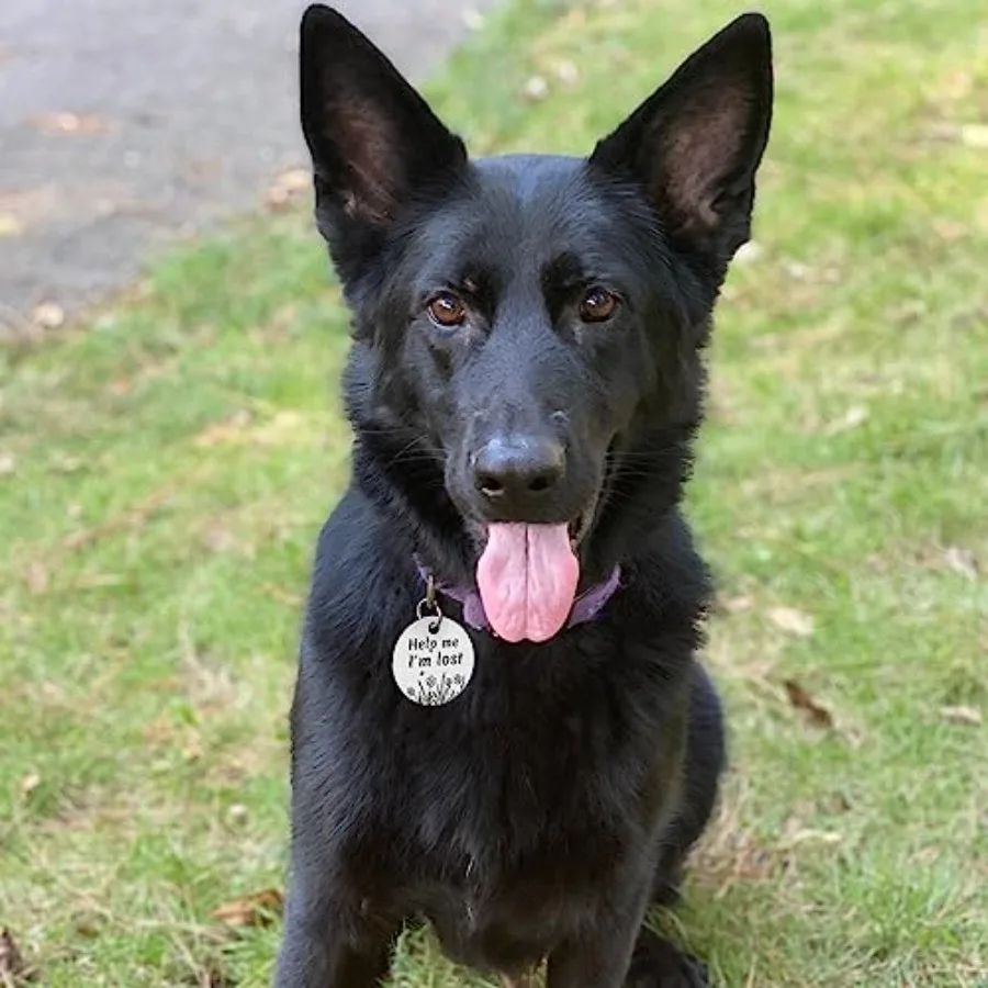 QR Code Stainless Steel Dog & Cat ID Tag with Engraved Profile & Email Location Alerts QR Code Stainless Steel Dog & Cat ID Tag with Engraved Profile & Email Location Alerts