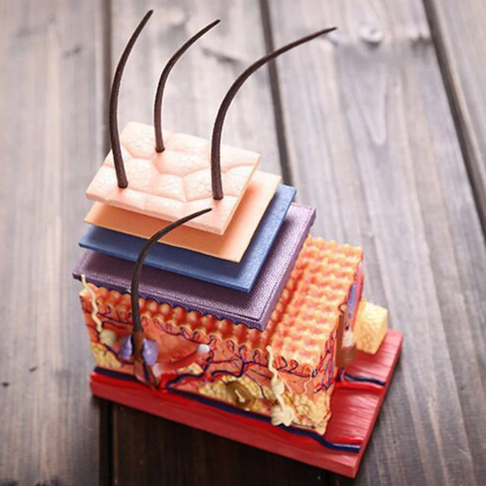 4D Human Skin Model Hair Organs Assembling Puzzle Model Teaching Model Manikin Science Anatomical Model
4D Human Skin Model Hair Organs Assembling Puzzle Model Teaching Model Manikin Science Anatomical Model