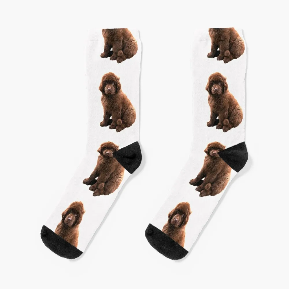 

Newfoundland Chocolate Brown Puppy Dog Socks socks aesthetic winter gifts cute socks valentine gift ideas Men's Socks Women's