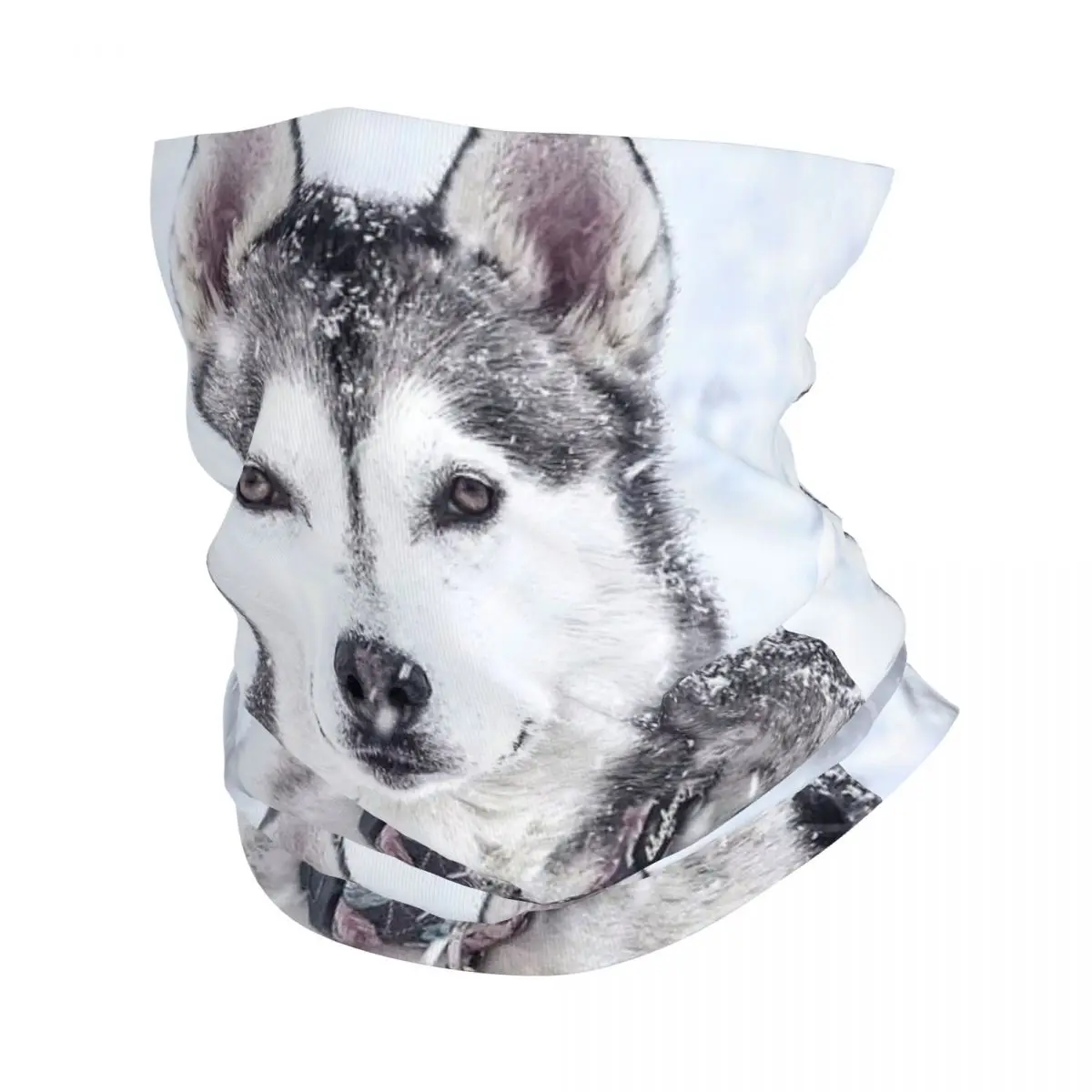 Siberian Husky Dog Bandana Neck Gaiter Printed Dogs Animal Wrap Scarf Warm Face Mask Running for Men Women Adult Winter
Siberian Husky Dog Bandana Neck Gaiter Printed Dogs Animal Wrap Scarf Warm Face Mask Running for Men Women Adult Winter