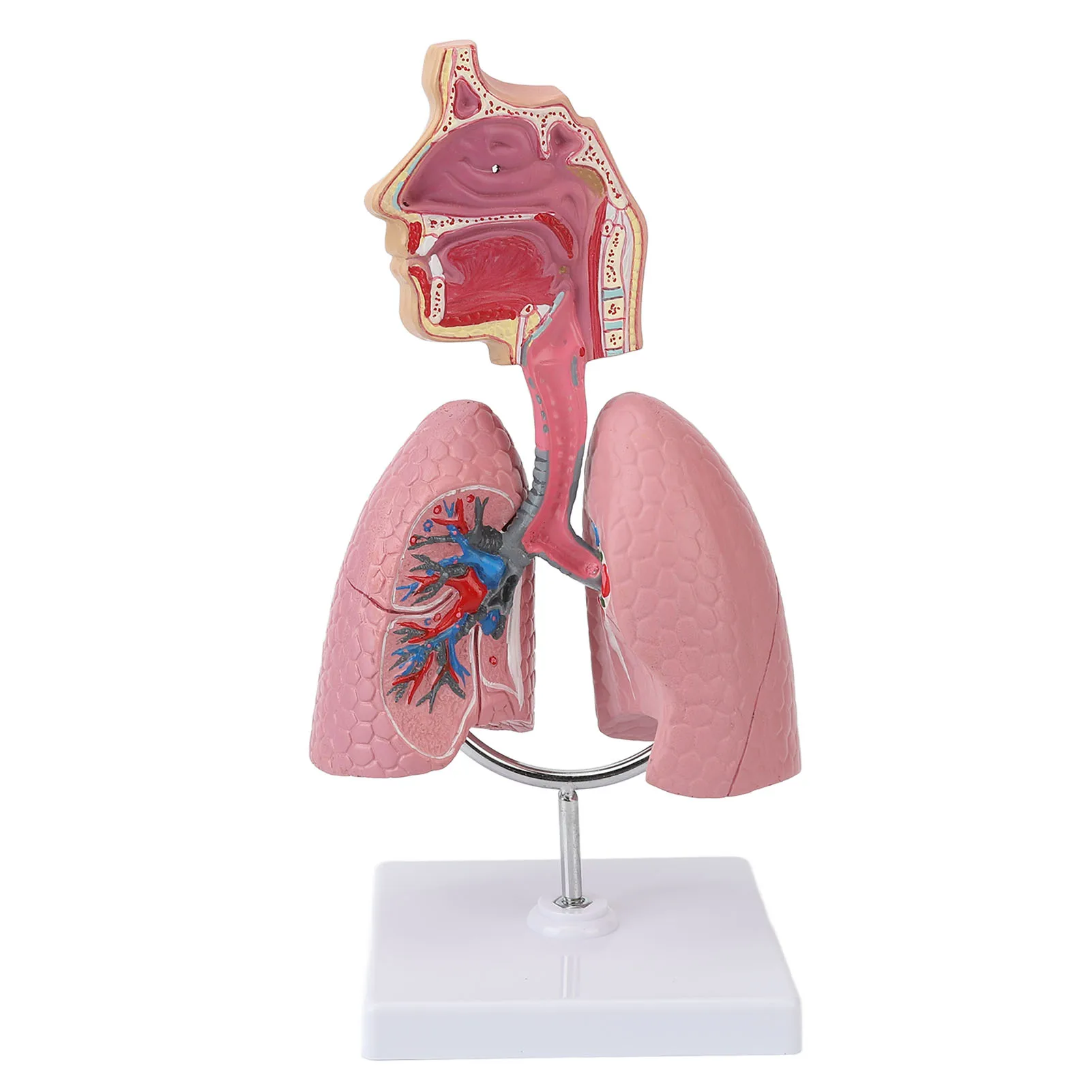 

Модель дыхательной системы яркий цвет помощь в обучении анатомическая модель легких практичная Съемная четкая демонстрация сердца для семьи
