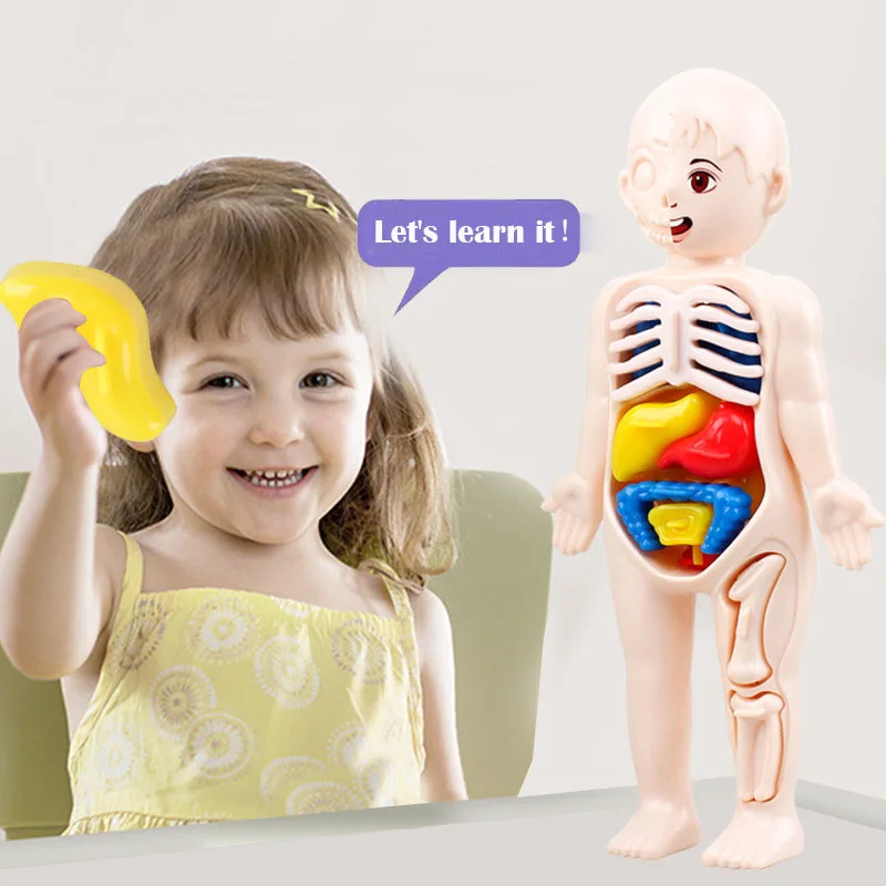 

Montessori Kid 3D Puzzle Human Body Anatomy Model Educational Learning Organ Assembled Toy Body Organ Teaching Tool For Children